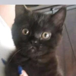 Meet your Posher, Laurie